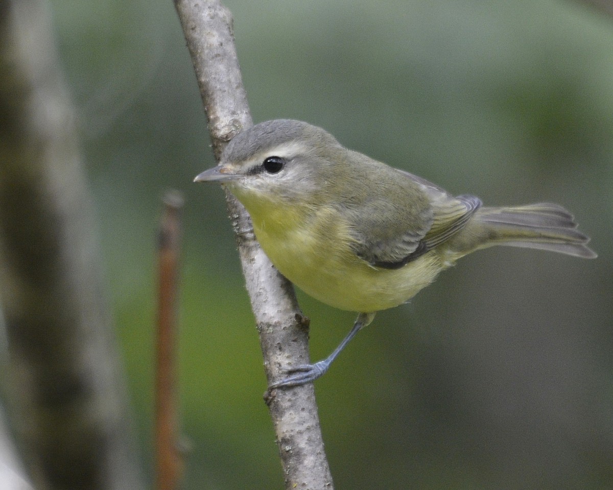 Philadelphia Vireo - ML484943391