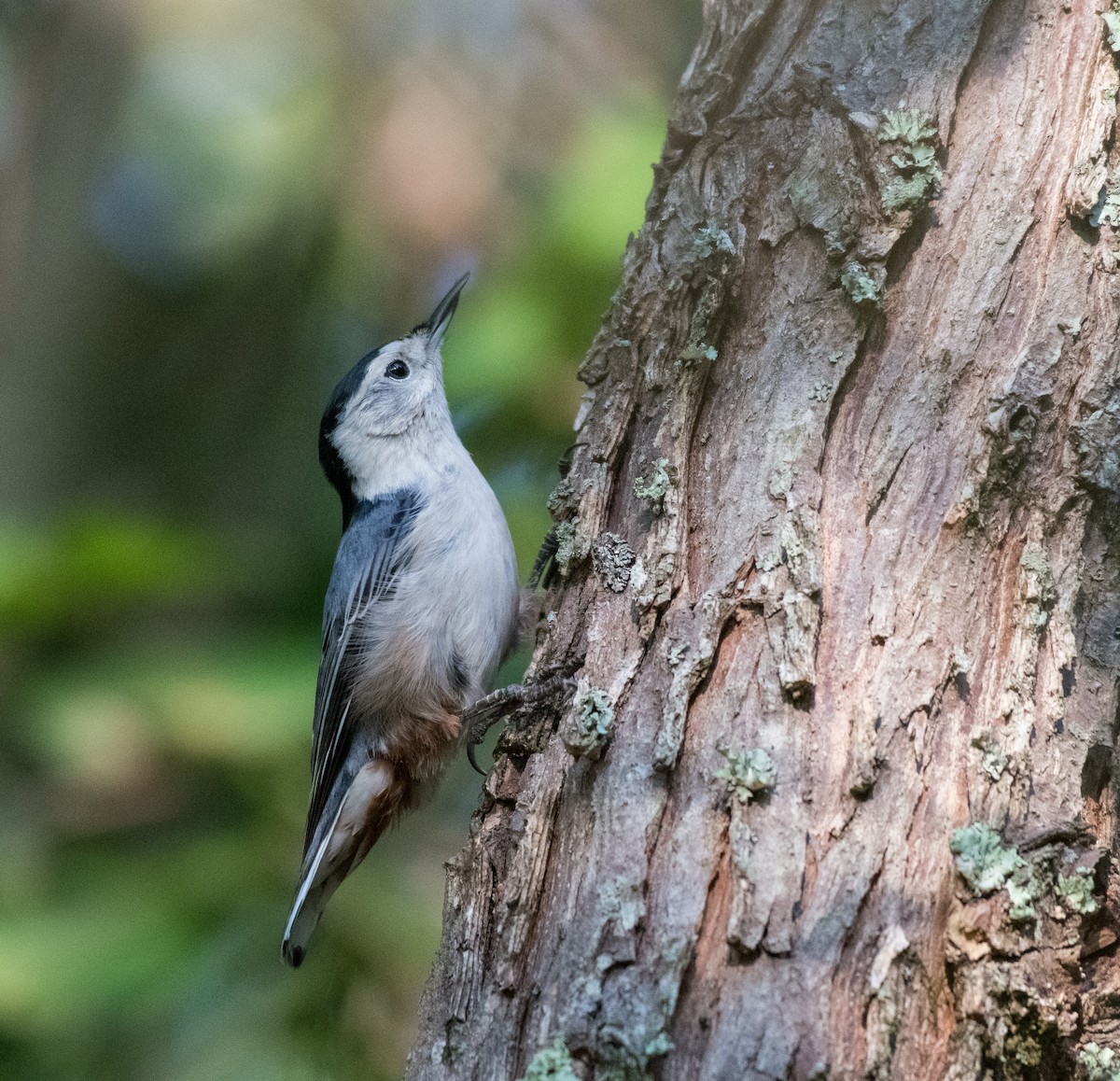 White-breasted Nuthatch - ML484943651