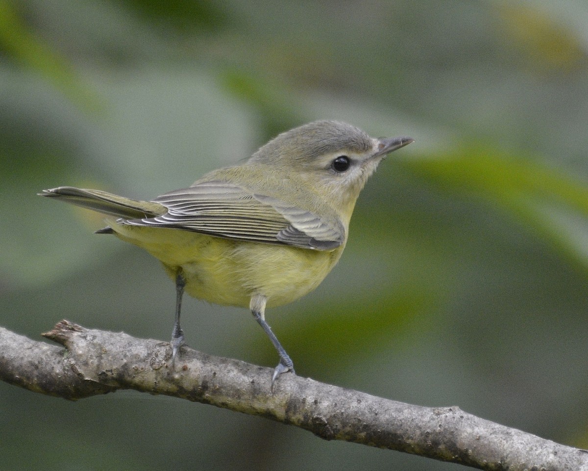 Philadelphia Vireo - ML484943901