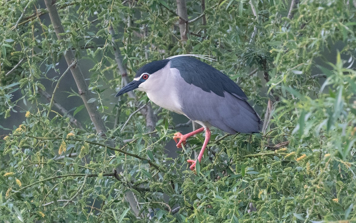 Black-crowned Night Heron - ML484944411