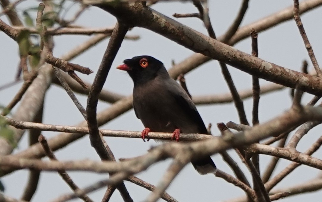 Angola Helmetshrike - Steve Kornfeld