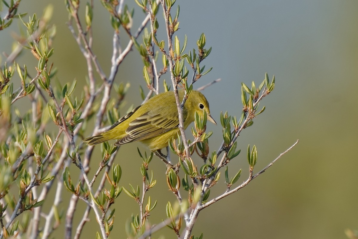 Yellow Warbler - ML484945161