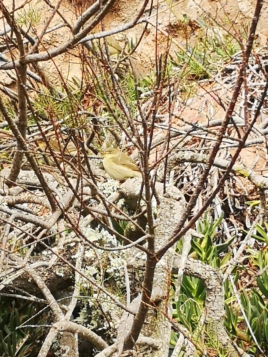 Willow Warbler - ML484945241