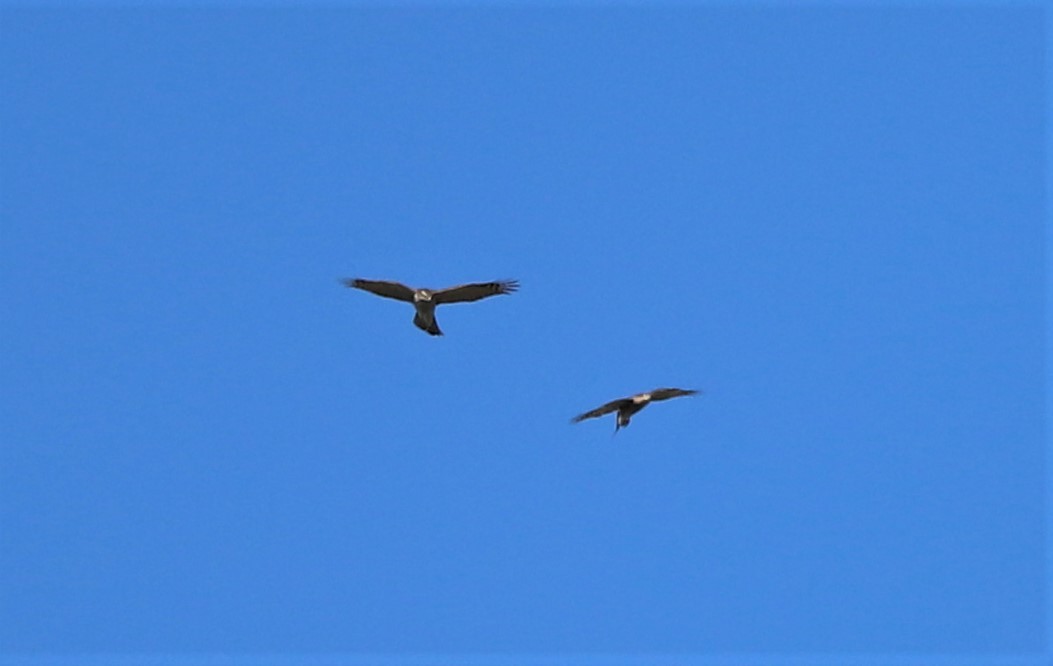 Eurasian Sparrowhawk - ML484945851