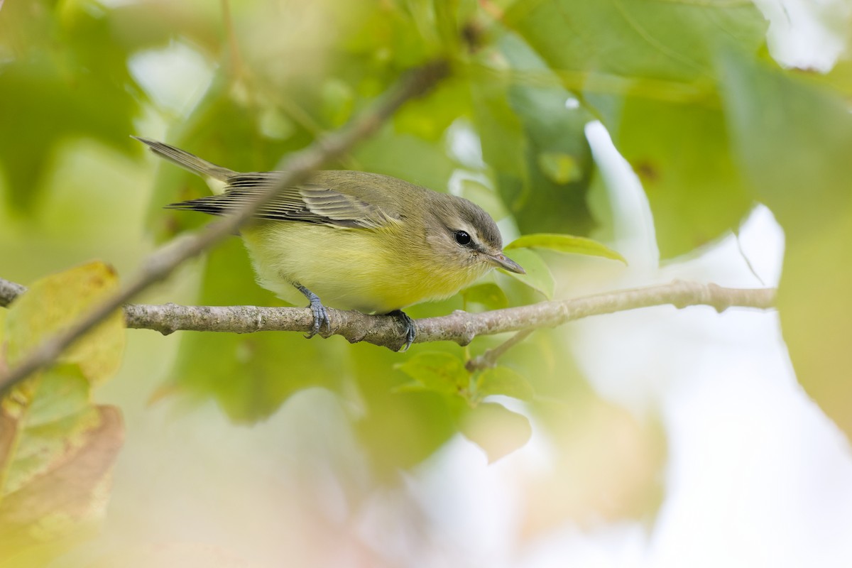 Philadelphia Vireo - ML484945921