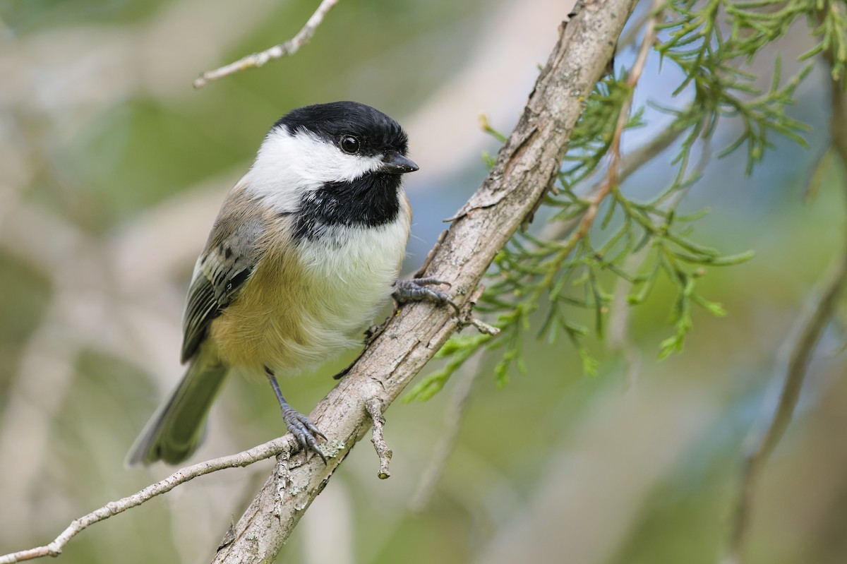 Black-capped Chickadee - Grace C