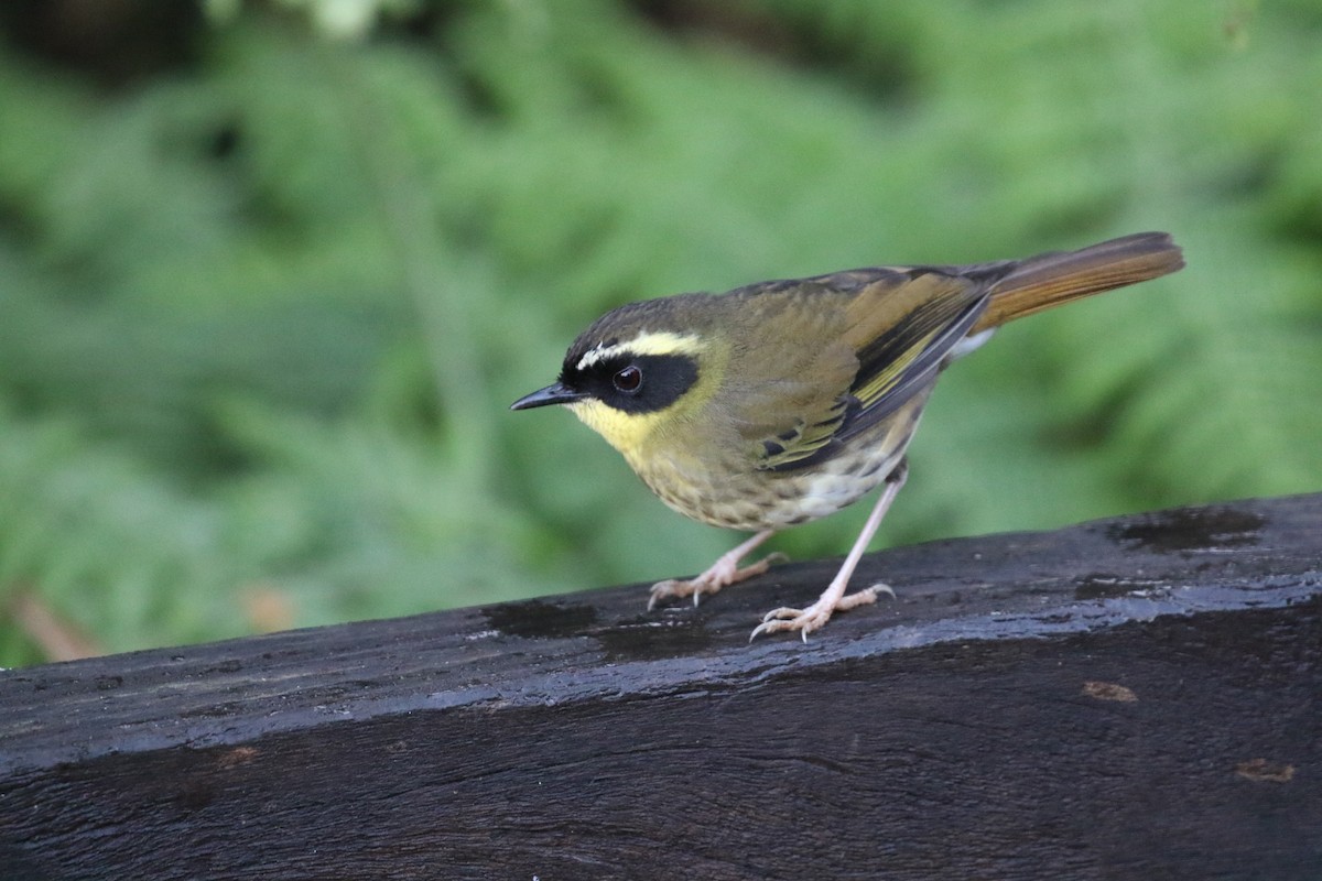 Yellow-throated Scrubwren - Mike O'Malley