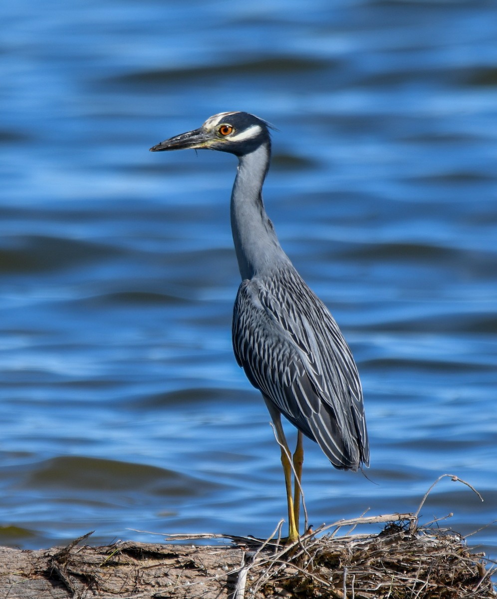 Yellow-crowned Night Heron (Yellow-crowned) - ML484947541