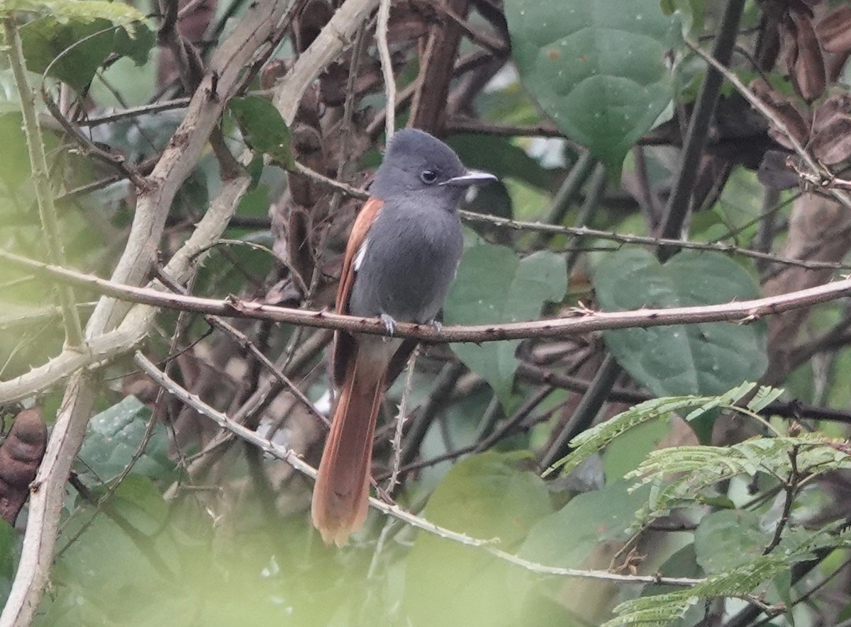 Rufous-vented Paradise-Flycatcher - Steve Kornfeld