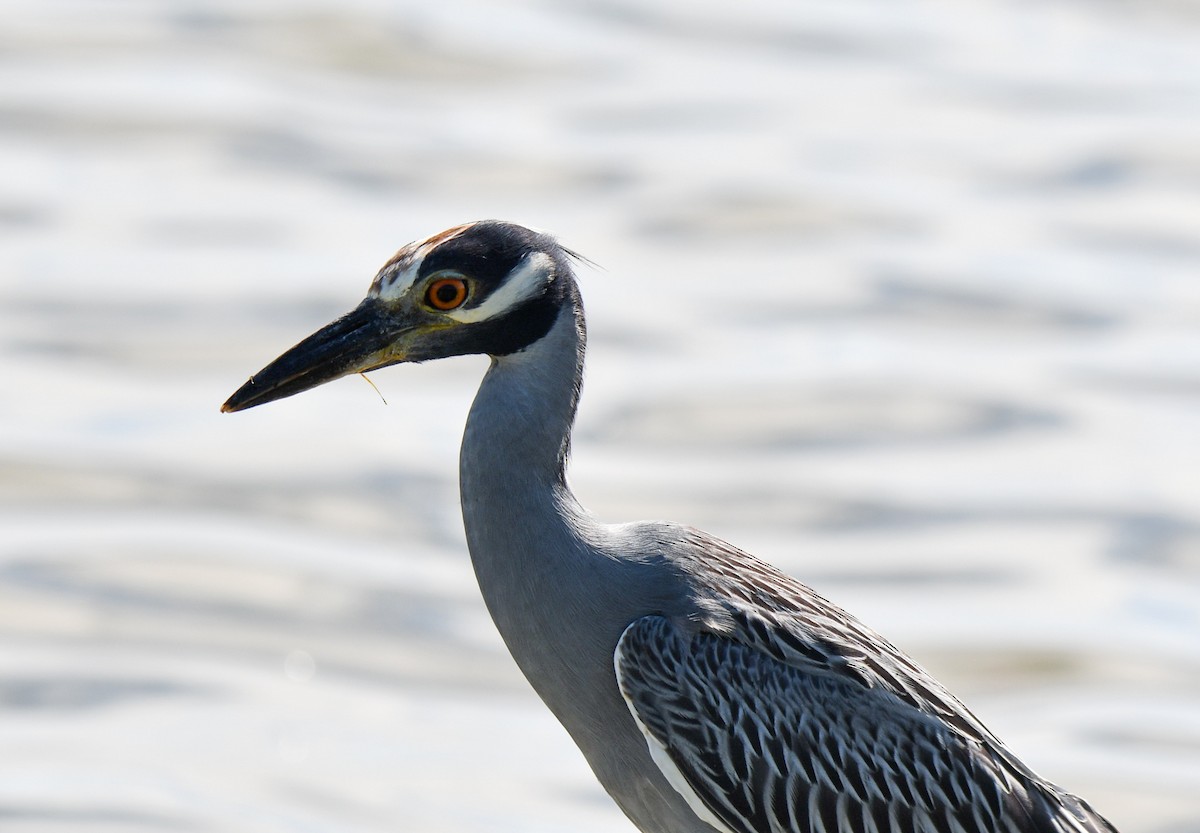 Yellow-crowned Night Heron (Yellow-crowned) - ML484947681