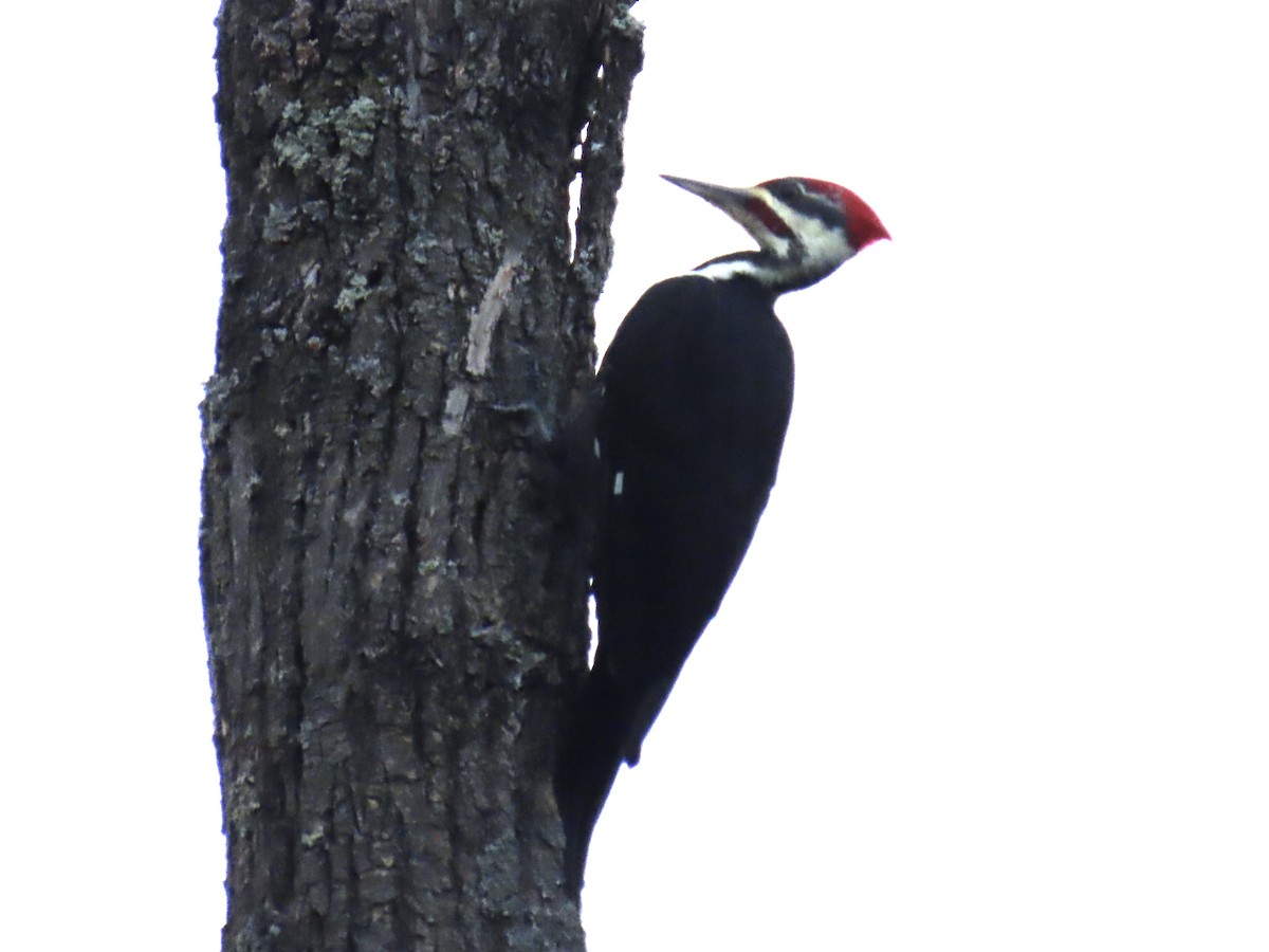 Pileated Woodpecker - ML484948151