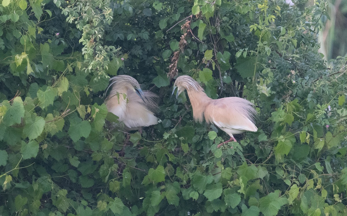 Squacco Heron - ML484949051