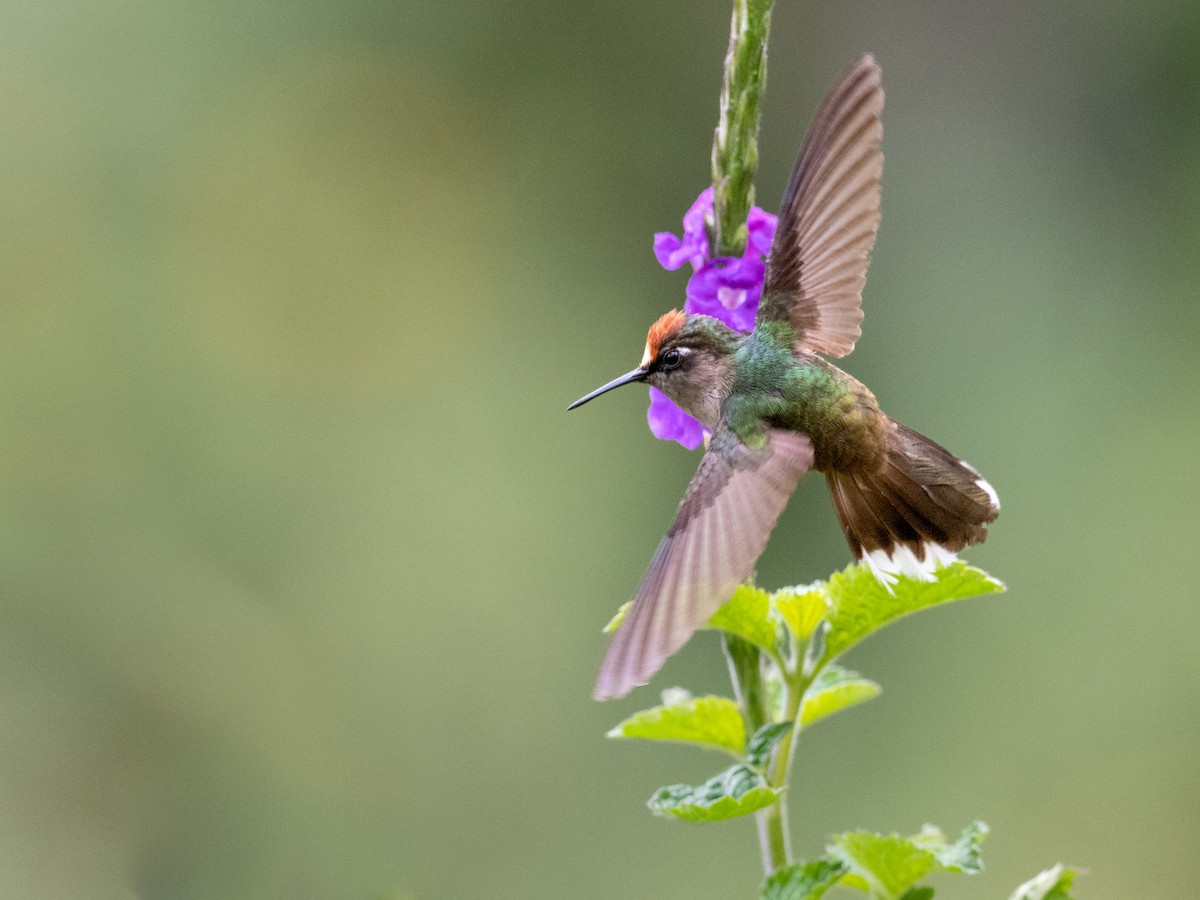 Colibri du Tolima - ML484950851