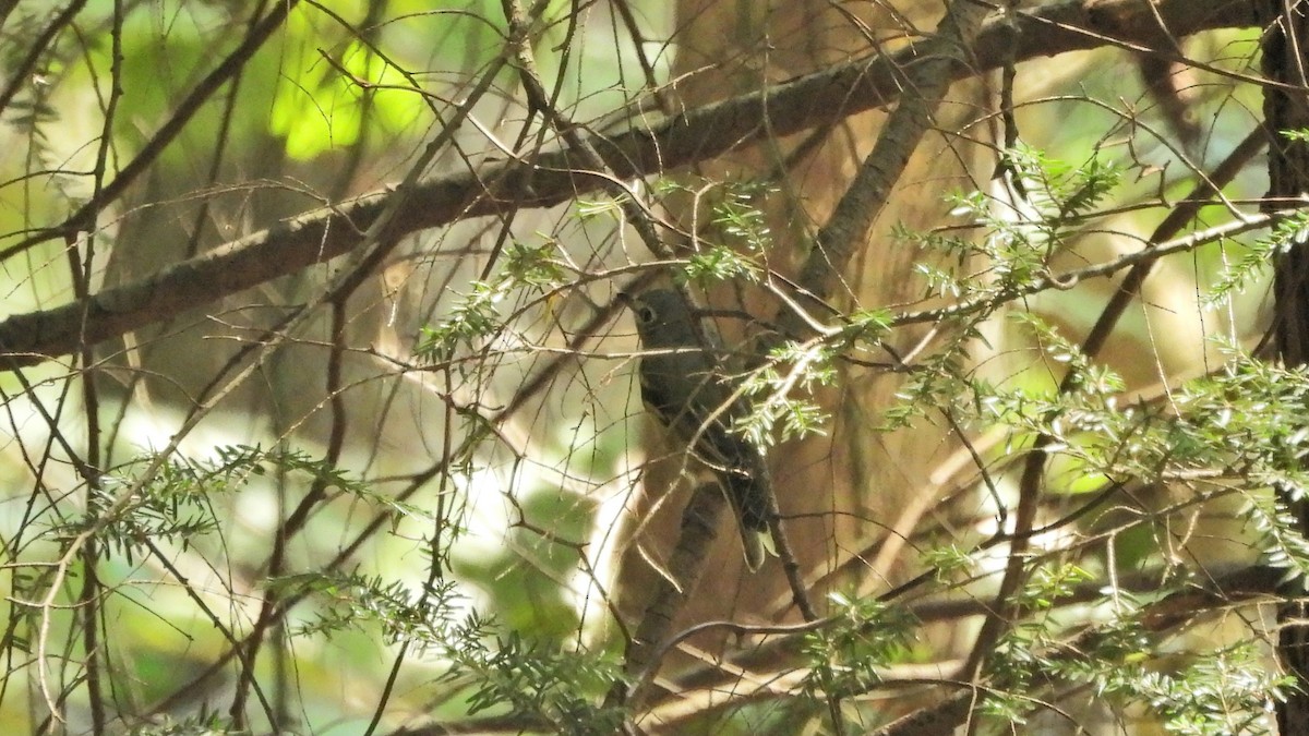 Graukopfvireo - ML484951401