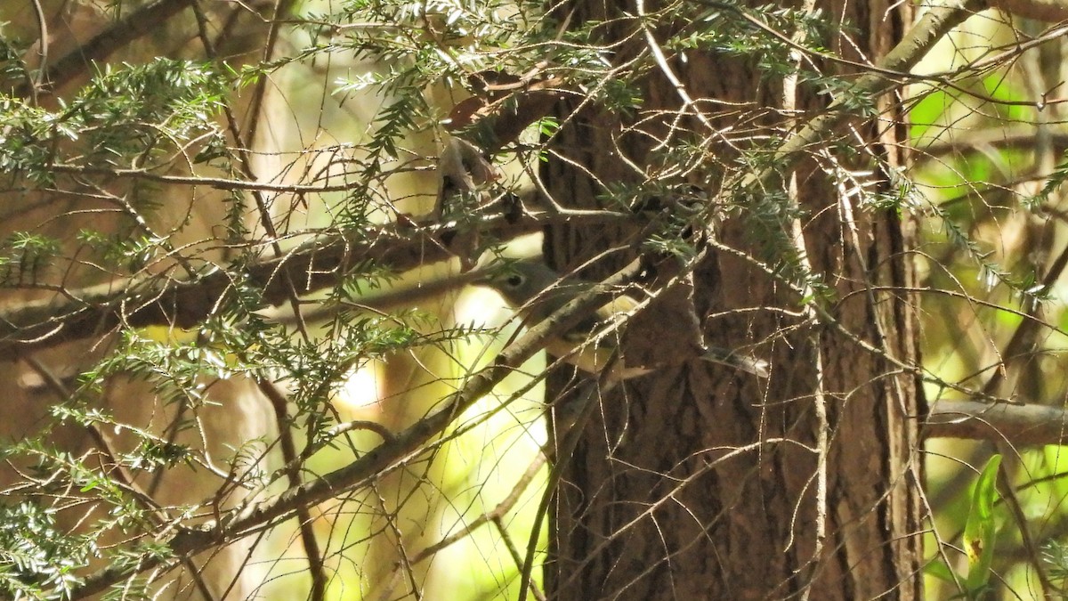 Blue-headed Vireo - ML484951421