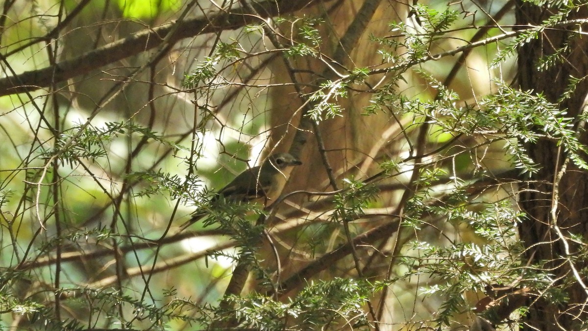 Blue-headed Vireo - ML484951431