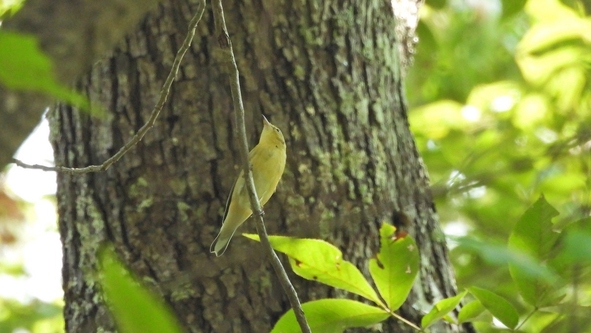 Bay-breasted Warbler - ML484951511