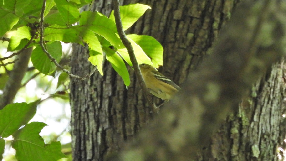 Bay-breasted Warbler - ML484951531