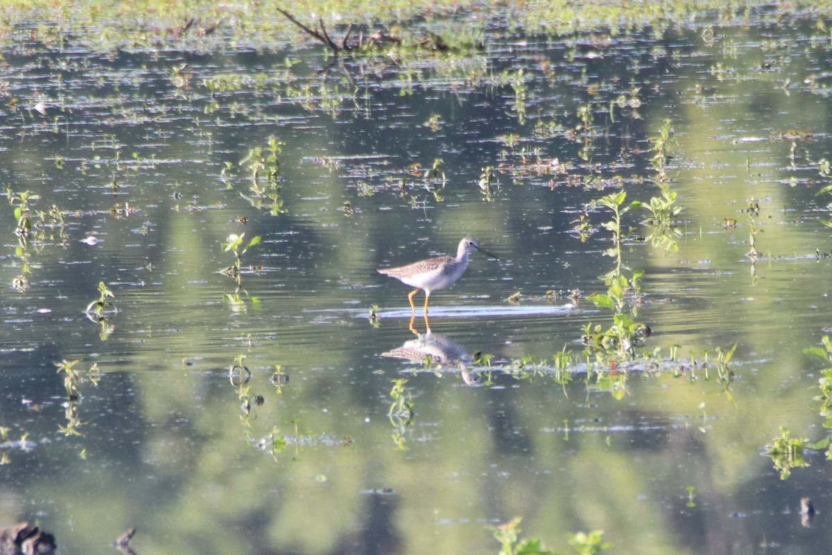 Greater Yellowlegs - ML484952191