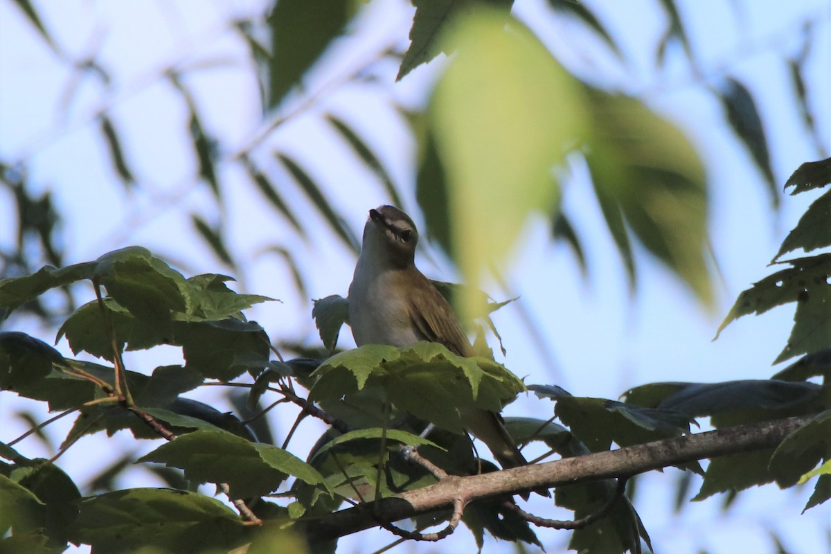 Vireo Ojirrojo - ML484952451
