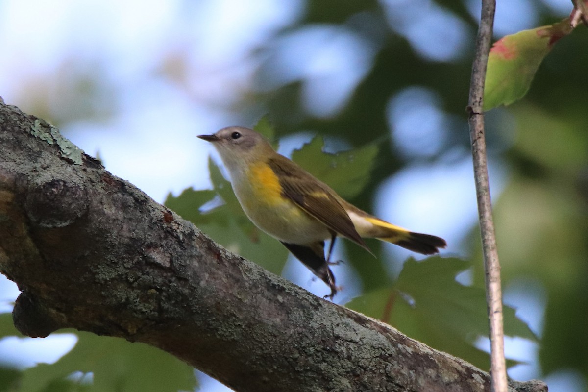 American Redstart - Steven Bruenjes