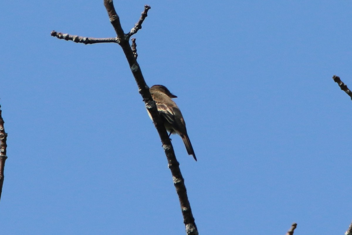 Eastern Wood-Pewee - ML484952961