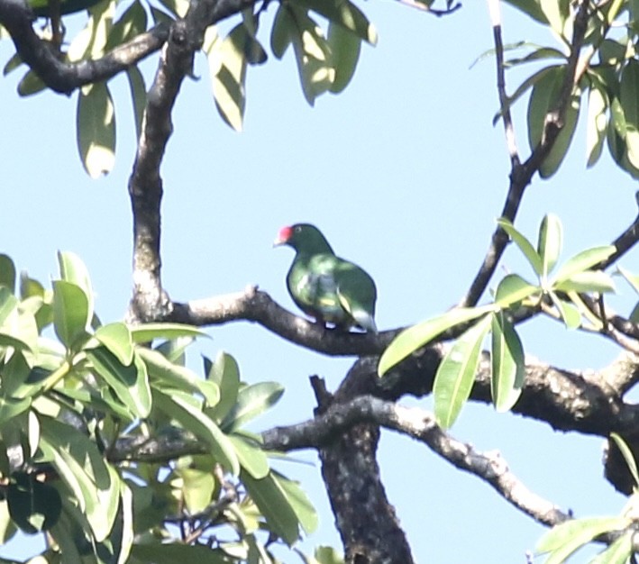 Knob-billed Fruit-Dove - ML484955801