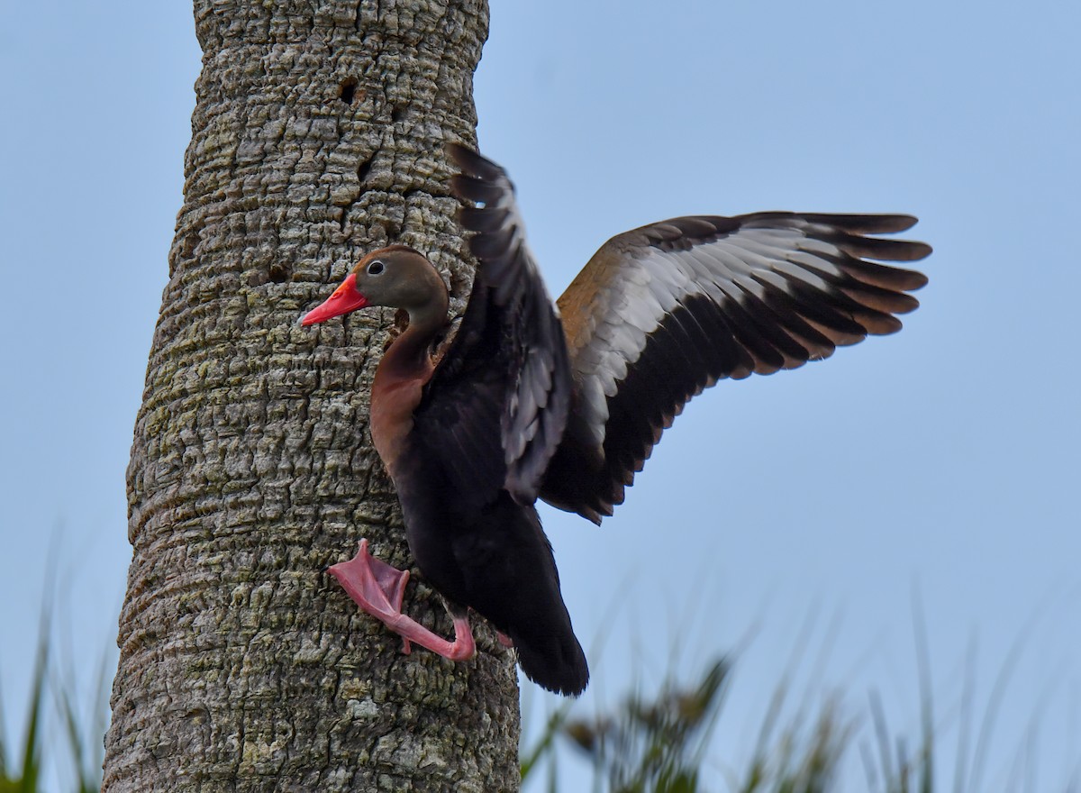 Black-bellied Whistling-Duck - Kristina Fisher