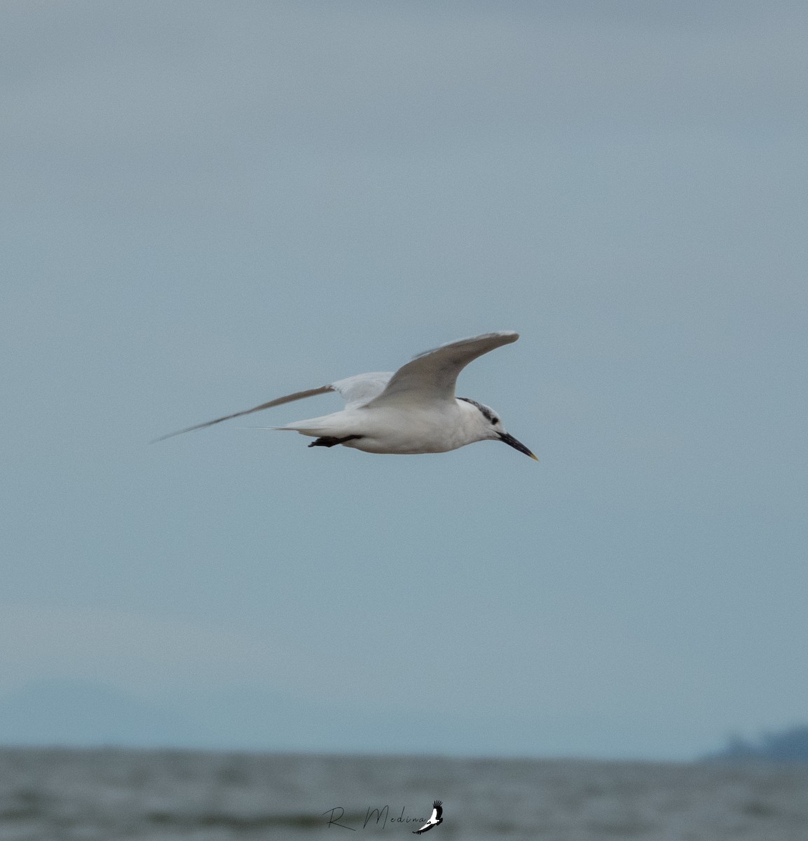 Sandwich Tern - Roberto Medina