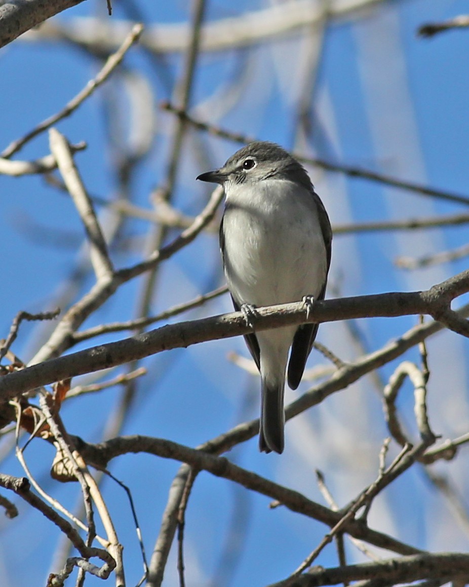 Plumbeous Vireo - ML48496121