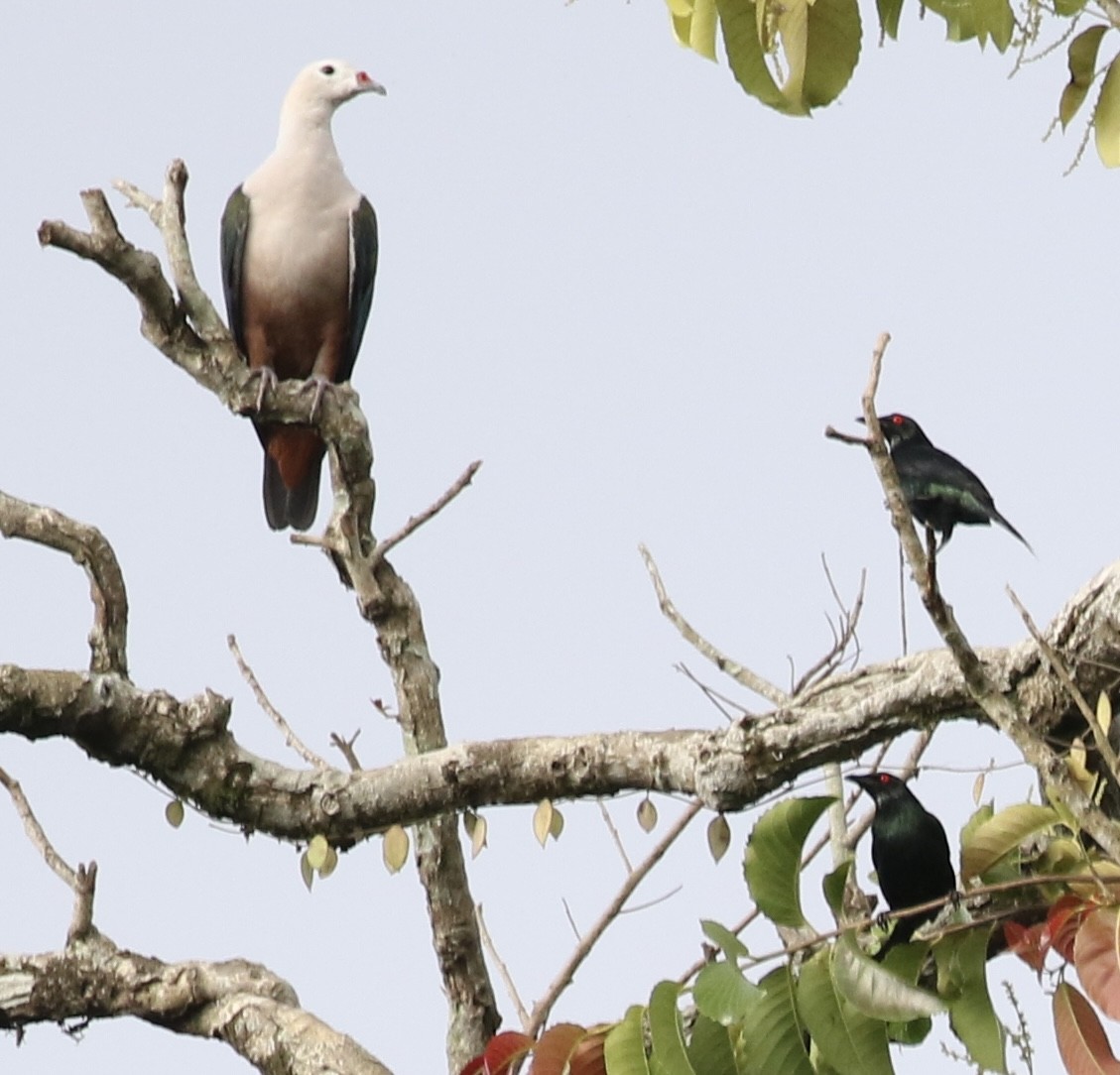 Metallic Starling - ML484961491