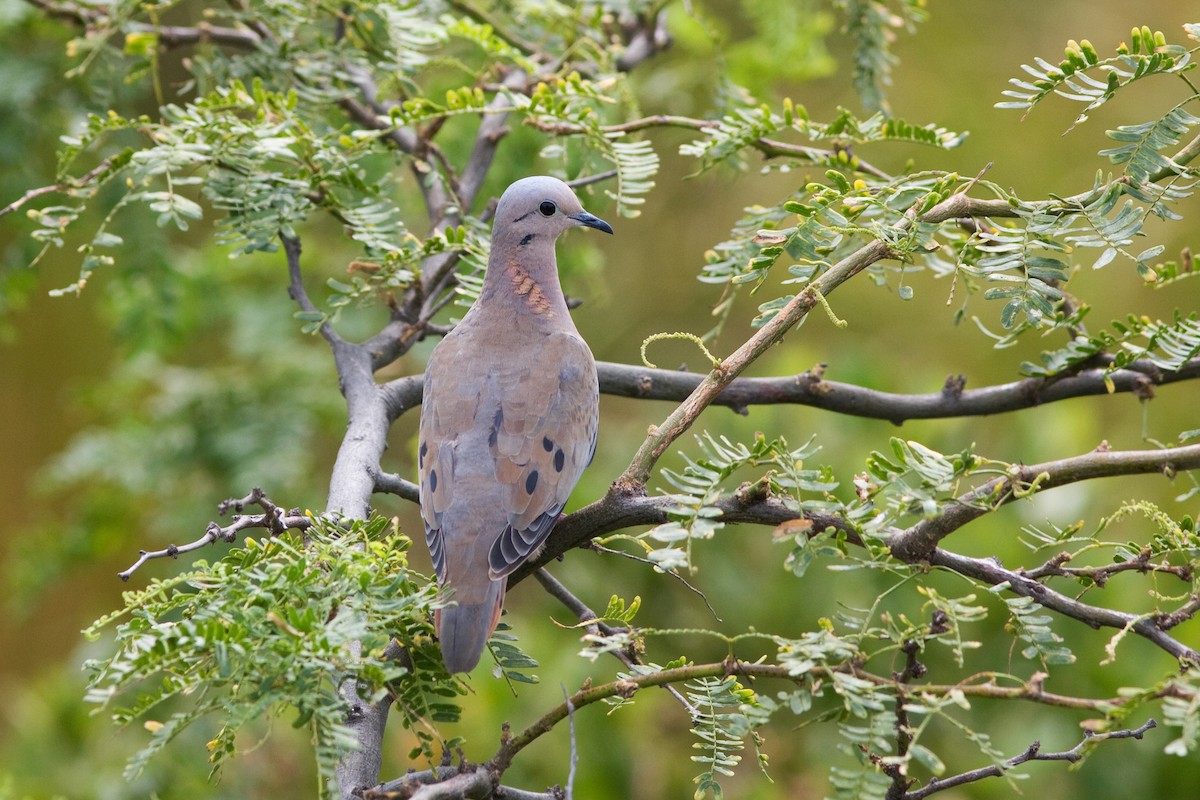 Eared Dove - ML48496451