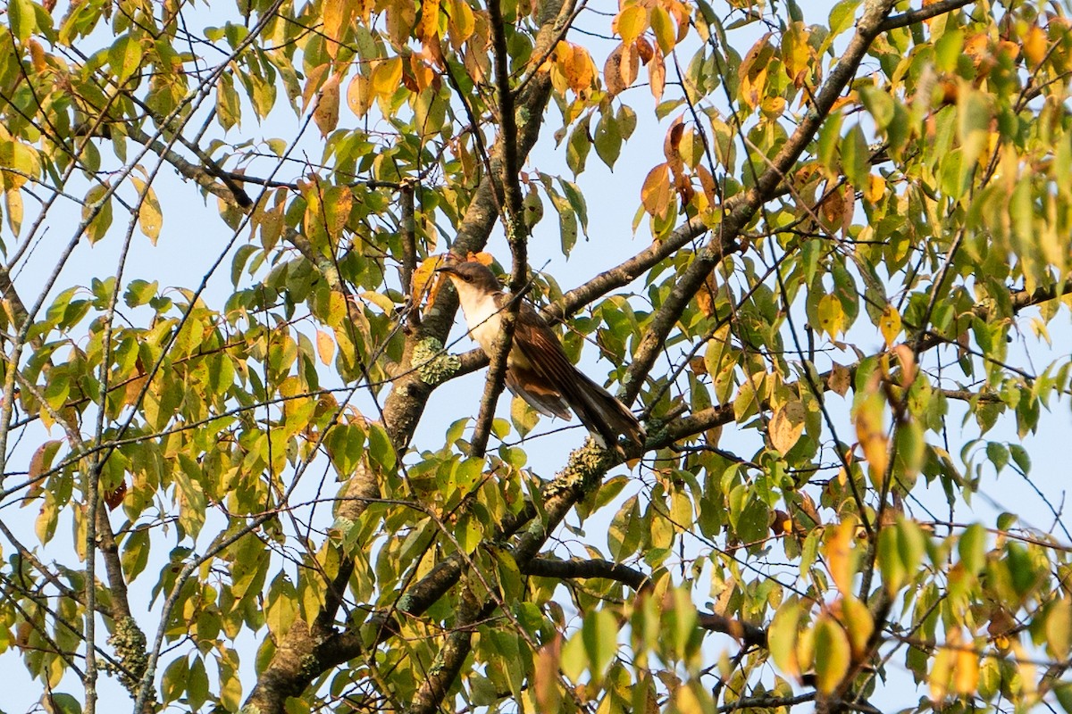 Yellow-billed Cuckoo - ML484965161