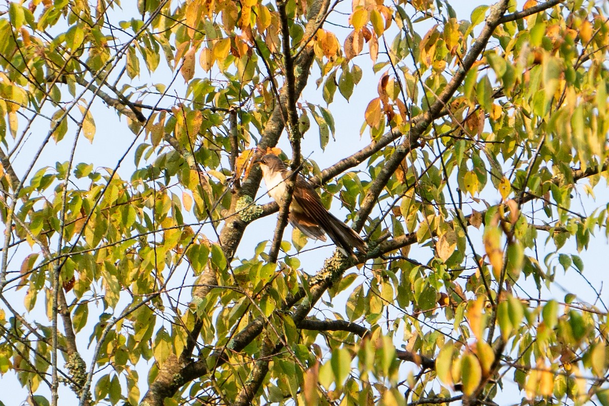 Yellow-billed Cuckoo - ML484965181