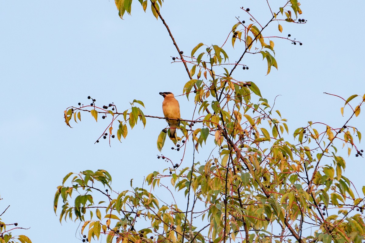 Cedar Waxwing - ML484965401