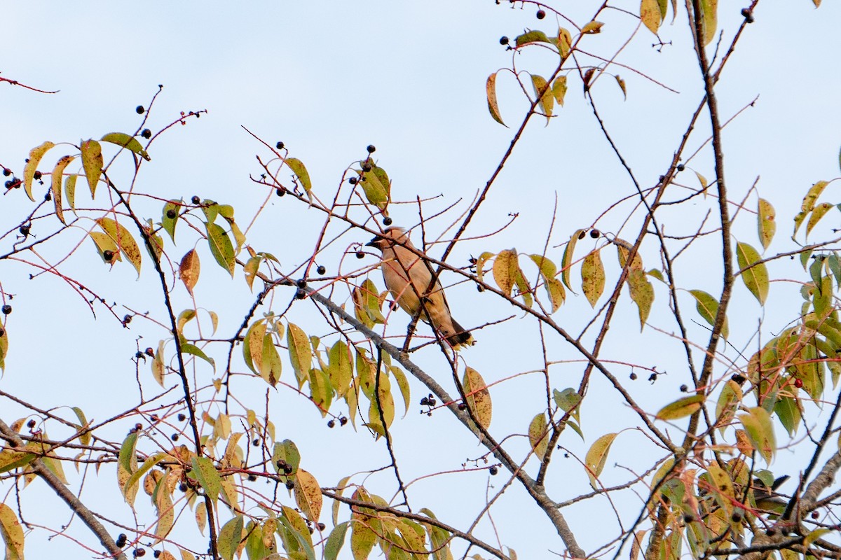 Cedar Waxwing - ML484965411