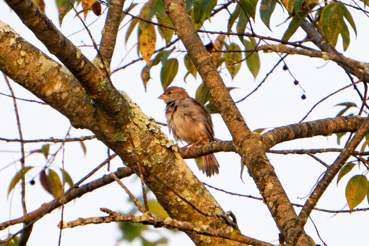 House Sparrow - ML484965421