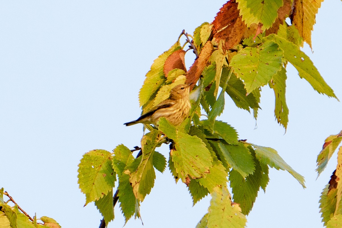 Cape May Warbler - ML484965571