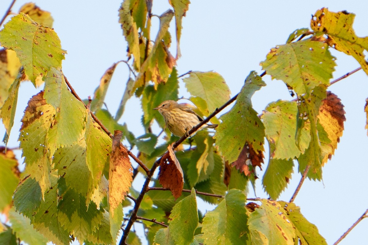 Cape May Warbler - ML484965591