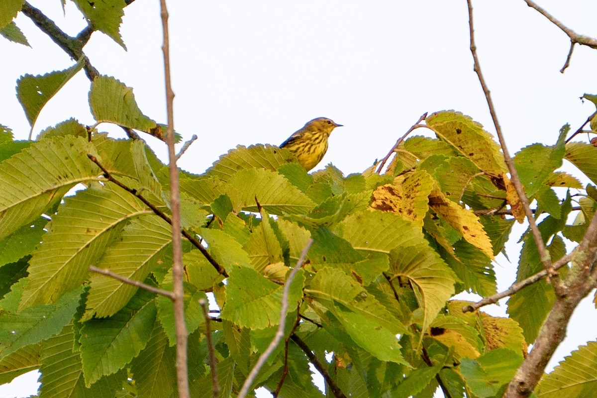 Cape May Warbler - ML484965601