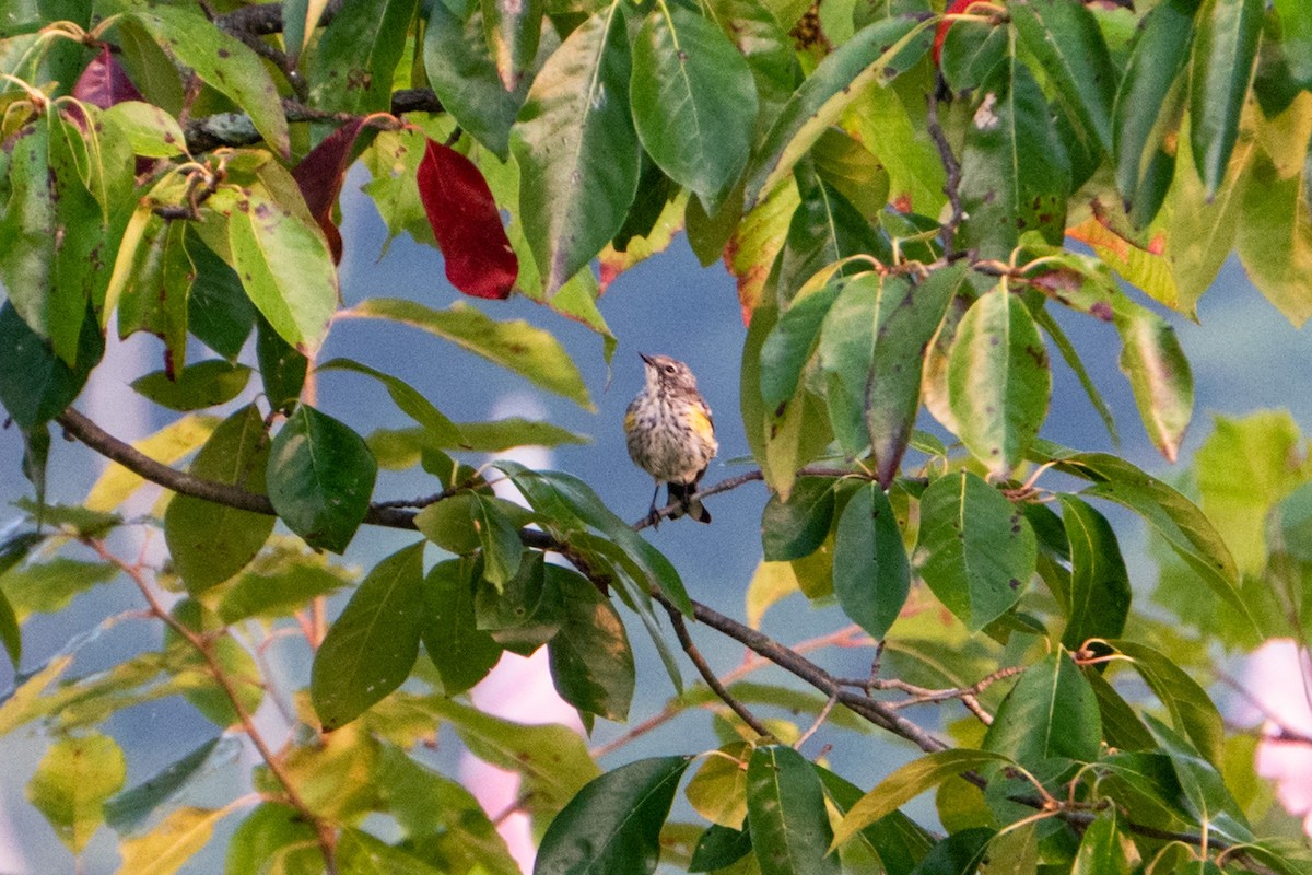 Yellow-rumped Warbler - ML484965631