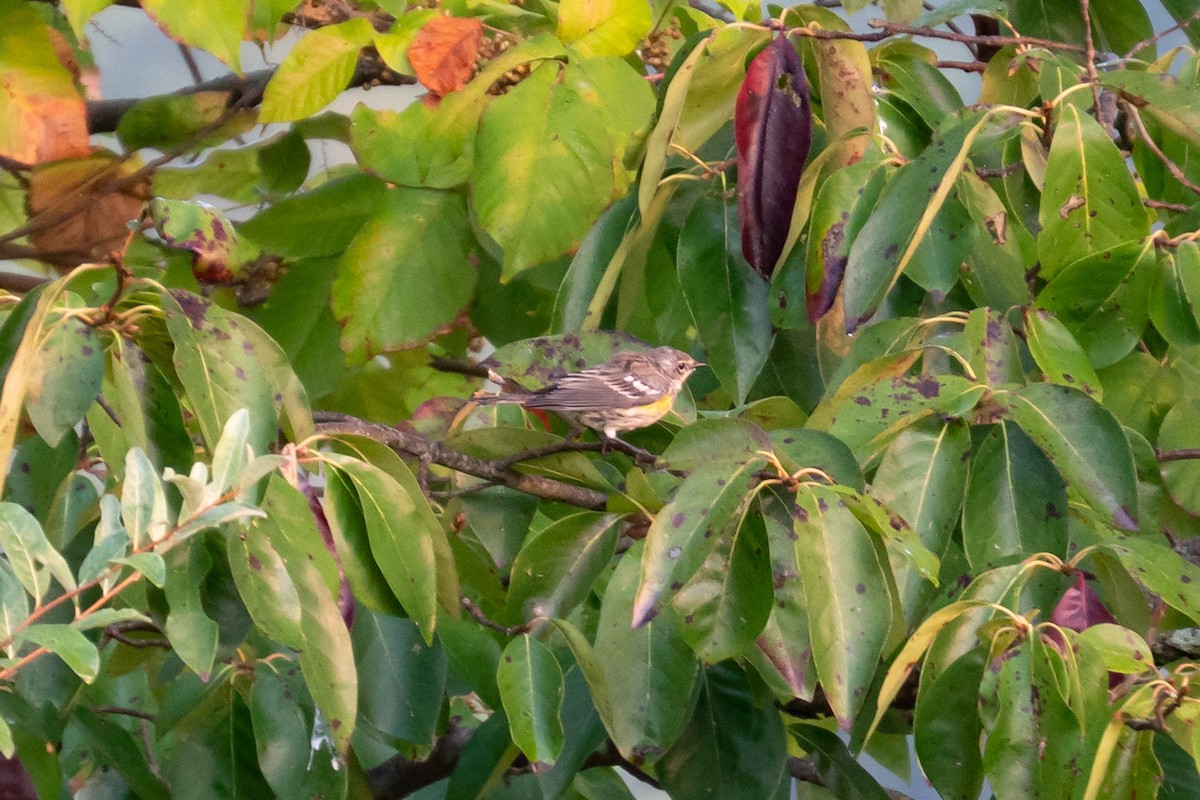 Yellow-rumped Warbler - ML484965641