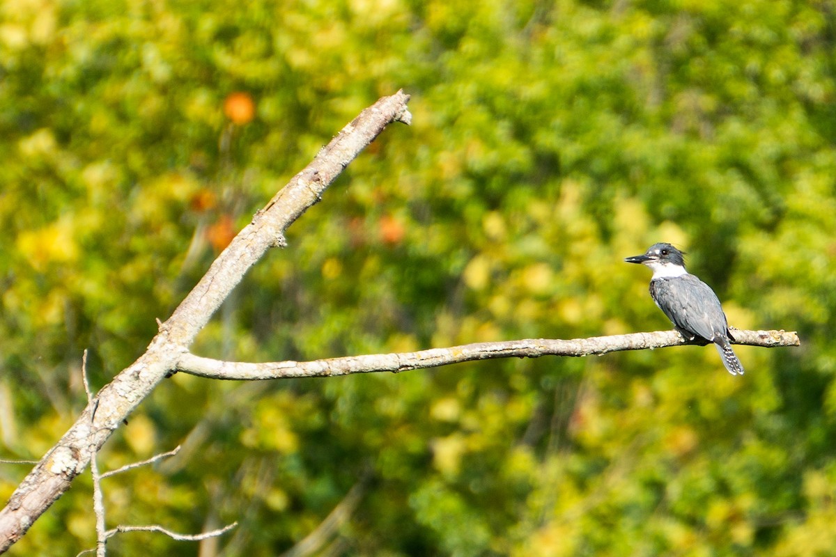 Belted Kingfisher - ML484966111