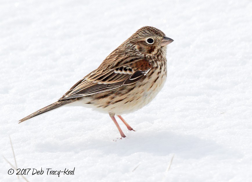 Vesper Sparrow - ML48496631