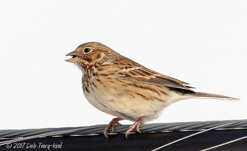 Vesper Sparrow - ML48496641