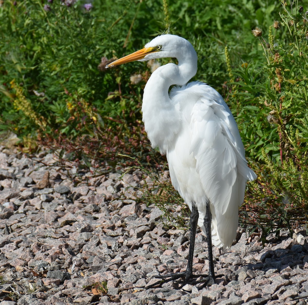 Great Egret - Shirley Rushforth Guinn