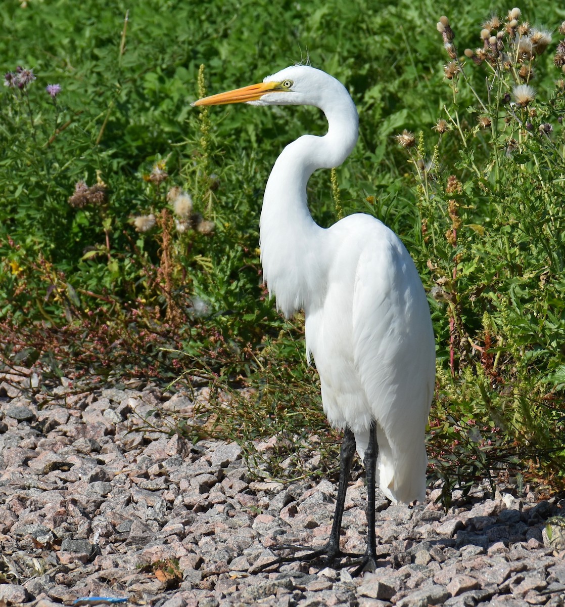 Great Egret - Shirley Rushforth Guinn