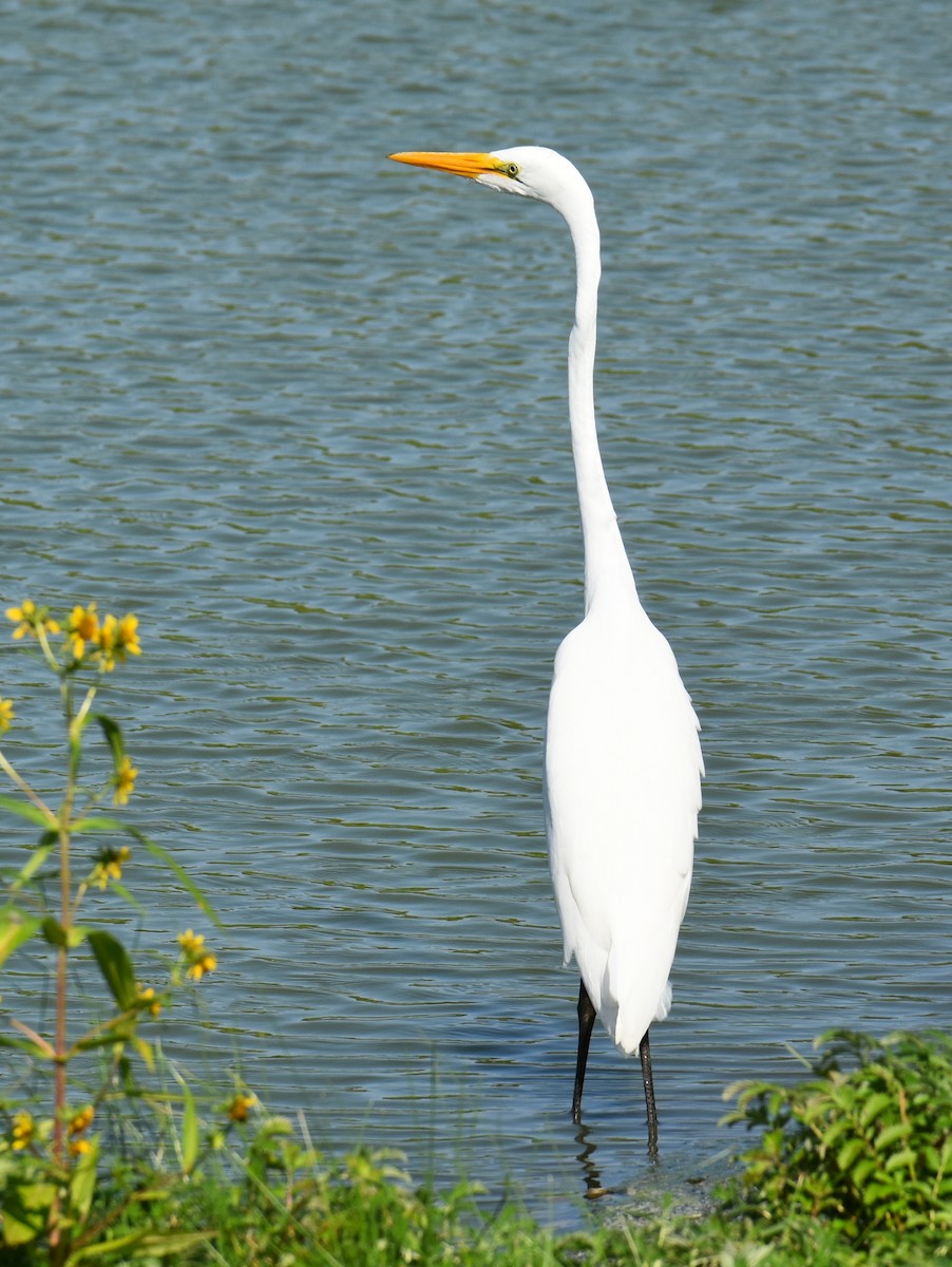 Great Egret - ML484966921