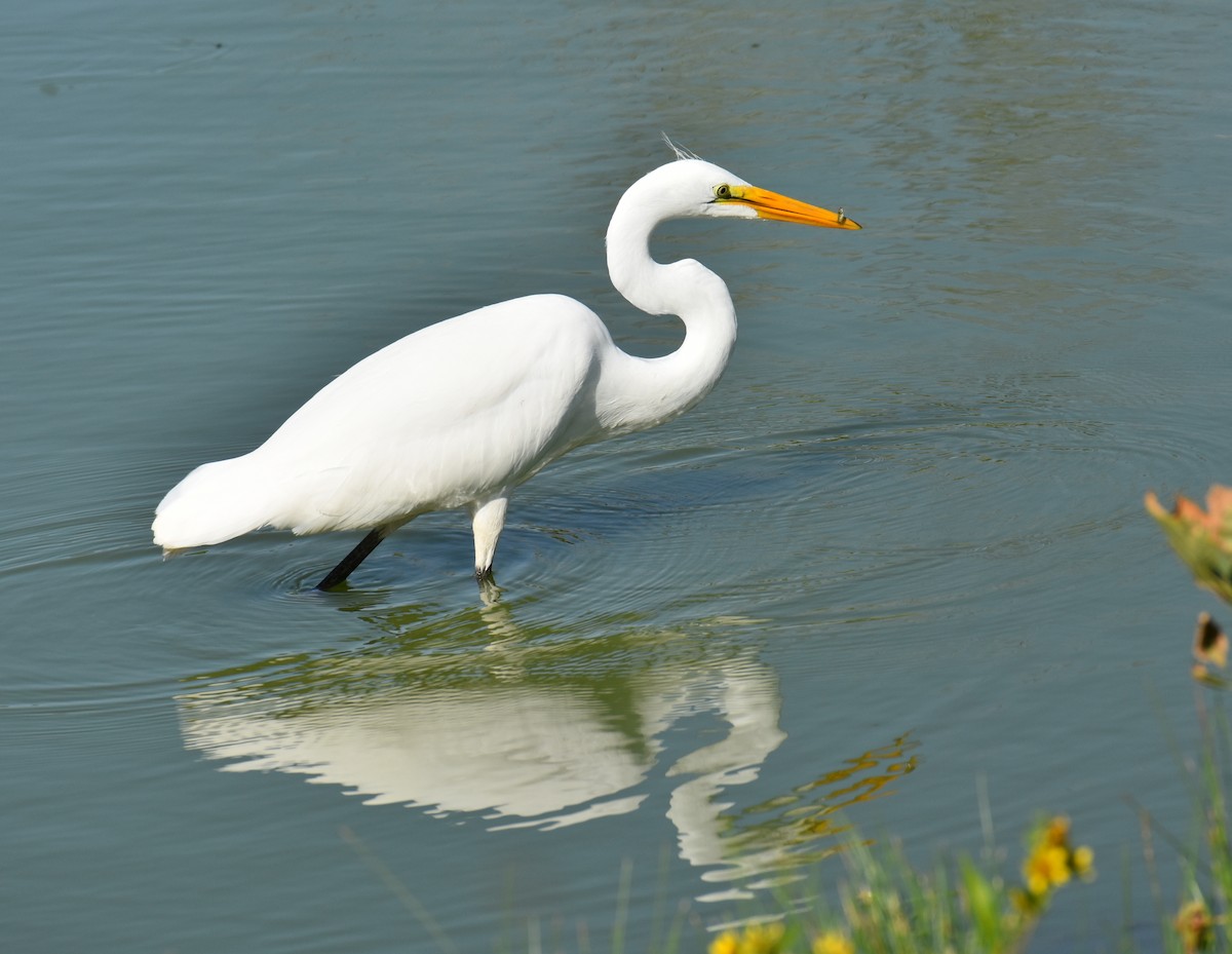 Great Egret - ML484967081