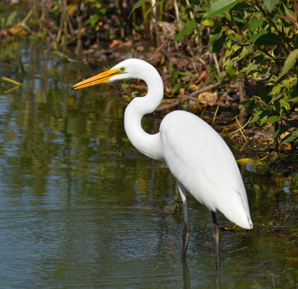 Great Egret - ML484967101